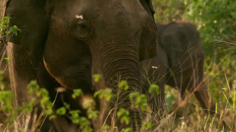 纪录片《斯里兰卡：象岛 Sri Lanka: Elephant Island》[无字][BT][720P][DVD]双画质资源下载