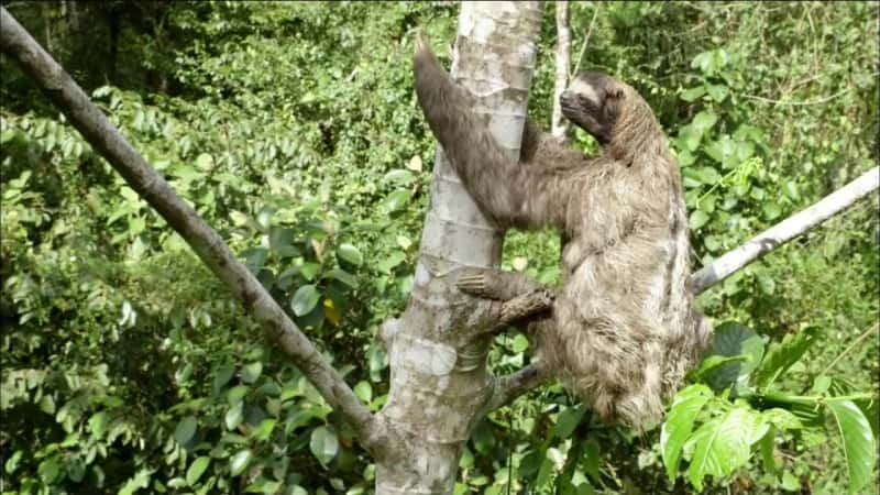 纪录片《名叫 Velcro 的树懒 A Sloth Named Velcro》[无字][BT][720P]资源下载