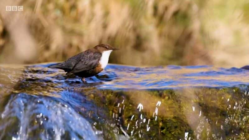 纪录片《Springwatch 红色按钮 2021 Springwatch Red Button 2021》[无字][BT][DVD]资源下载