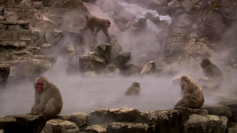 纪录片《雪猴 Snow Monkeys》[无字][BT][1080P]资源下载