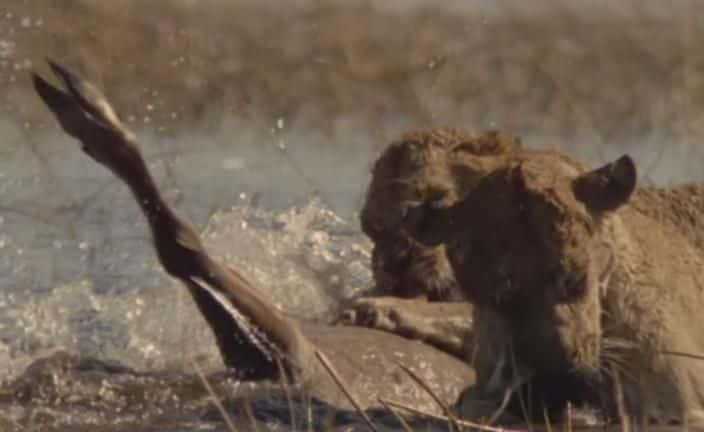 纪录片《游泳狮子 Swimming Lions》[无字][BT][DVD画质]资源下载