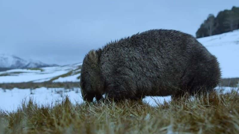 纪录片《塔斯马尼亚：奇异而美妙 Tasmania: Weird and Wonderful》[无字][BT][720P]资源下载