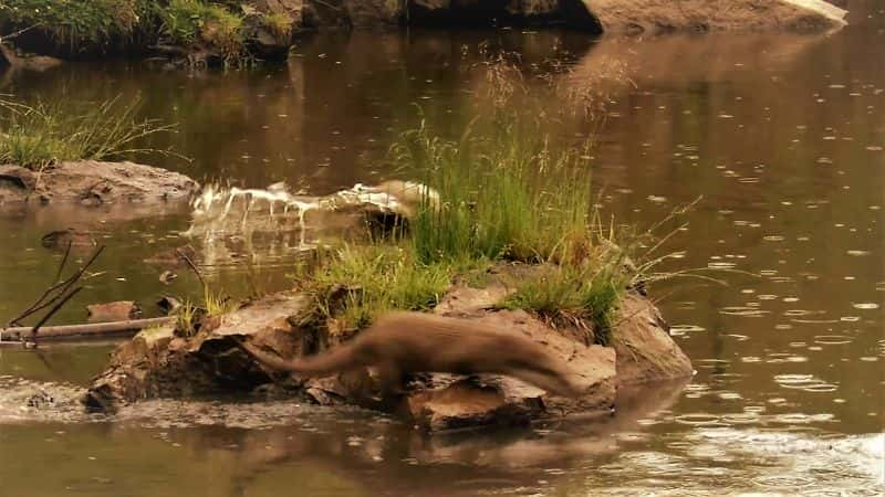 ¼Ƭˮ̡ļ Seasons of the Otter1080P-Ļ/Ļ