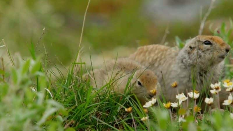 ¼Ƭ죺ļ Spring: Earth's Seasonal Secretsȫ1-Ļ/Ļ