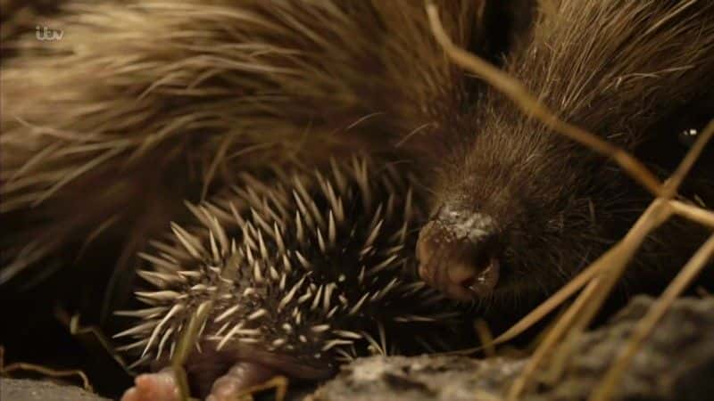 ¼Ƭ⬾Ƶ Hedgehog Hotel1080Pȫ1-Ļ/Ļ