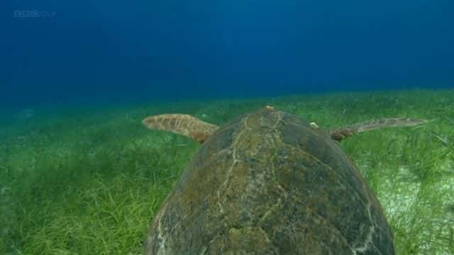 纪录片《海龟太平洋指南 (BBC) A Turtle's Guide to the Pacific (BBC)》[无字] [BT][DVD画质]资源下载