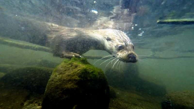 ¼Ƭˮ̡ļ Seasons of the Otter1080P-Ļ/Ļ