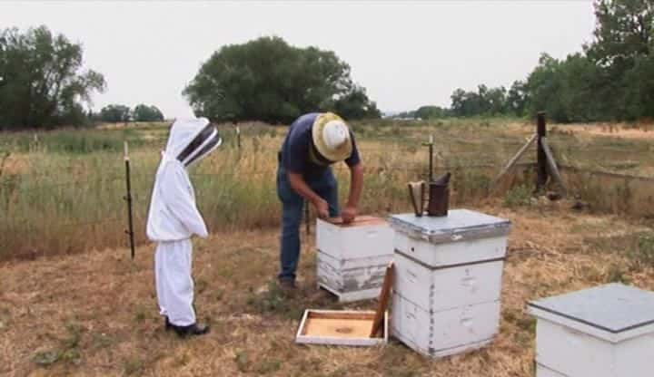 纪录片《蜜蜂的消失 Vanishing of the Bees》[无字] [BT][DVD画质]资源下载