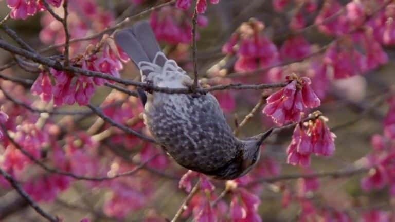 ¼ƬձSpringwatch Springwatch in Japan1080P-Ļ/Ļ