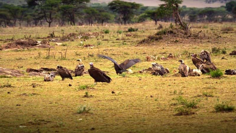 ¼Ƭ׸ǵ٣Ȼΰó Serengeti: Natures Greatest JourneyĻ/Ļ