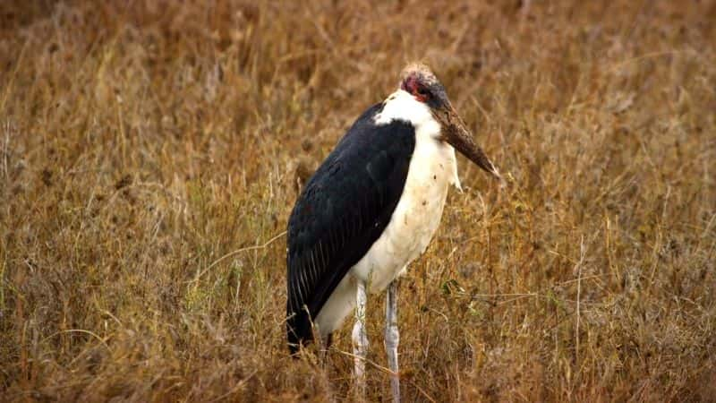 ¼Ƭ׸ǵ٣Ȼΰó Serengeti: Natures Greatest JourneyĻ/Ļ