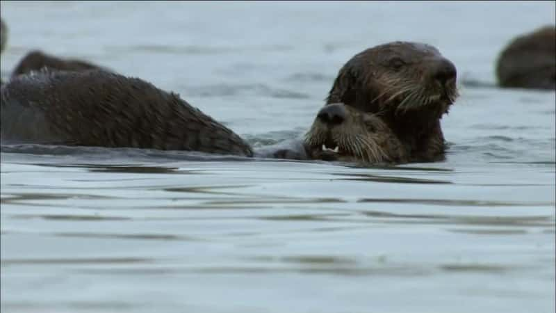 纪录片《拯救水獭501 Saving Otter 501》[无字][BT][720P]资源下载