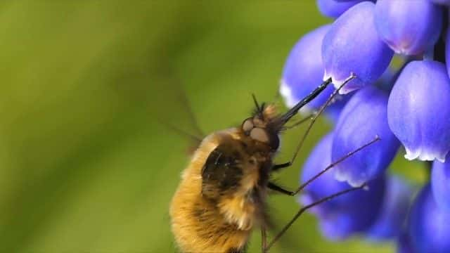 纪录片《2023 年春季观察 Springwatch 2023》[无字][BT][720P]资源下载