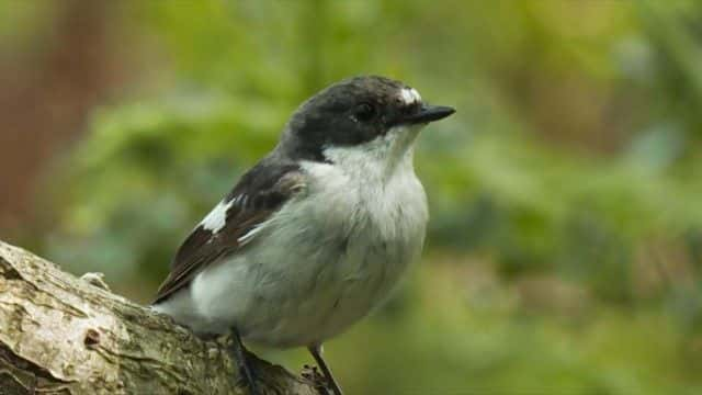 纪录片《2023 年春季观察 Springwatch 2023》[无字][BT][720P]资源下载