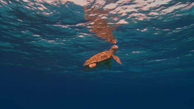 纪录片《海龟太平洋指南 (BBC) A Turtle's Guide to the Pacific (BBC)》[无字] [BT][DVD画质]资源下载