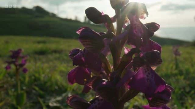 纪录片《Springwatch 红色按钮 2023 Springwatch Red Button 2023》[无字][BT][720P]资源下载