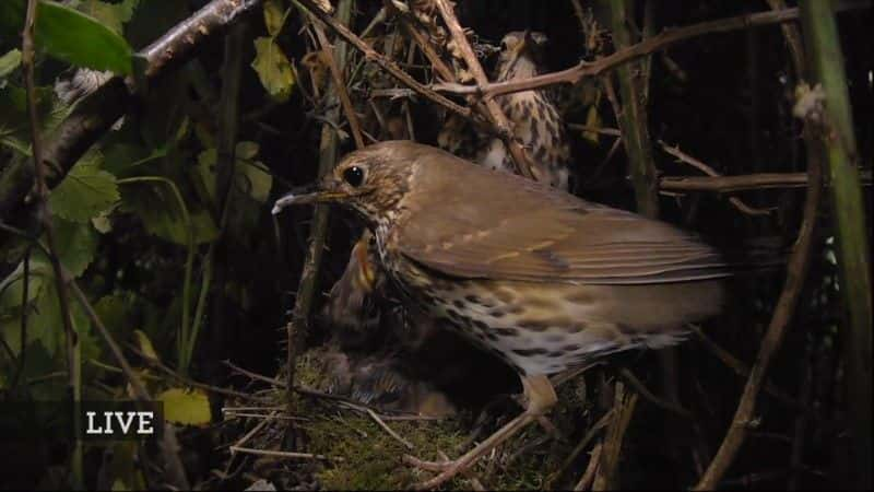 ¼Ƭ2020 괺۲ Springwatch 20201080P-Ļ/Ļ