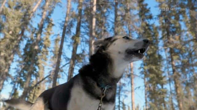 纪录片《雪狗：走进野外 Snow Dogs: Into the Wild》[无字][BT][1080P]资源下载