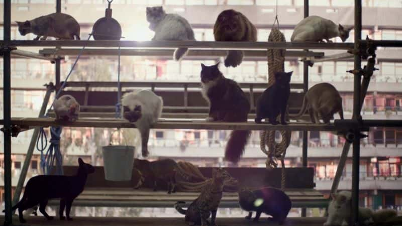 纪录片《猫的秘密生活 (BBC) Secret Life of Cats (BBC)》[无字] [BT][DVD画质]资源下载