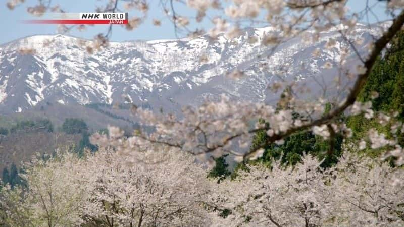 纪录片《东北的樱花 Tohoku's Cherry Blossoms》[无字][BT][DVD]资源下载