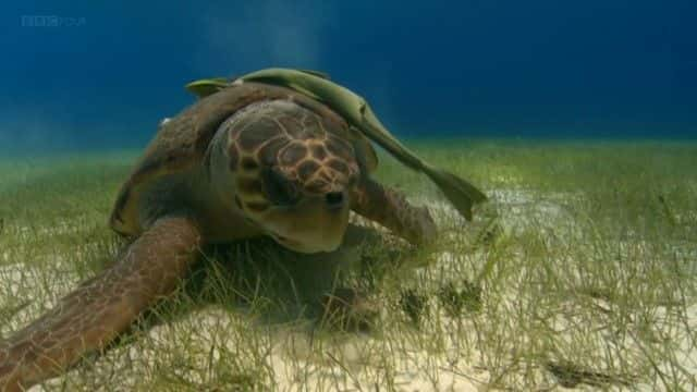 纪录片《海龟太平洋指南 (BBC) A Turtle's Guide to the Pacific (BBC)》[无字] [BT][DVD画质]资源下载