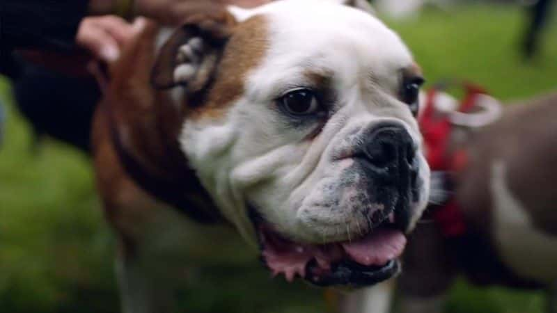 纪录片《拯救英国斗牛犬 Saving the British Bulldog》[无字][BT][720P]资源下载