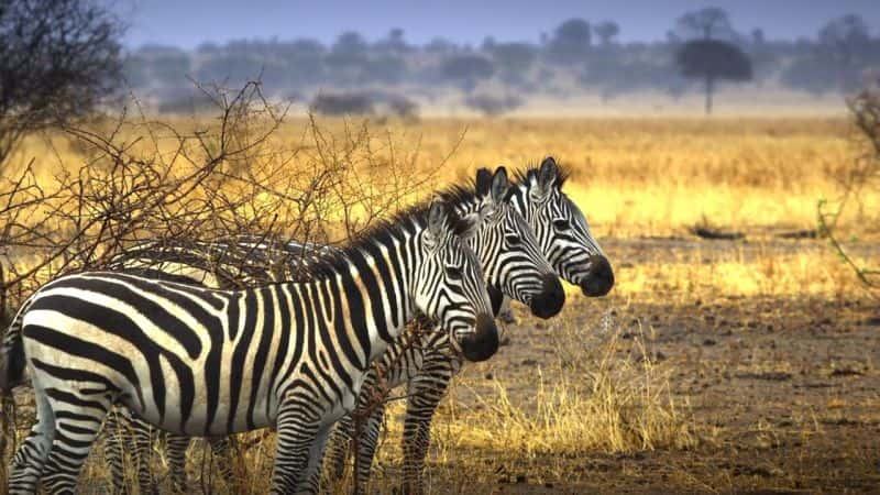 ¼Ƭ׸ǵ٣Ȼΰó Serengeti: Natures Greatest JourneyĻ/Ļ