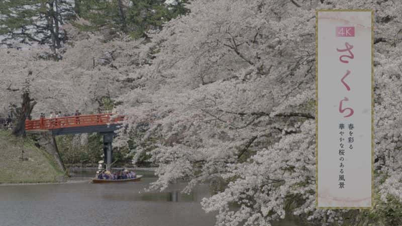 纪录片《樱花 Sakura》[无字][BT][1080P]资源下载