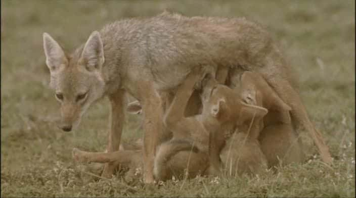 纪录片《塞伦盖蒂交响曲 Serengeti Symphony》[无字][BT][1080P]资源下载