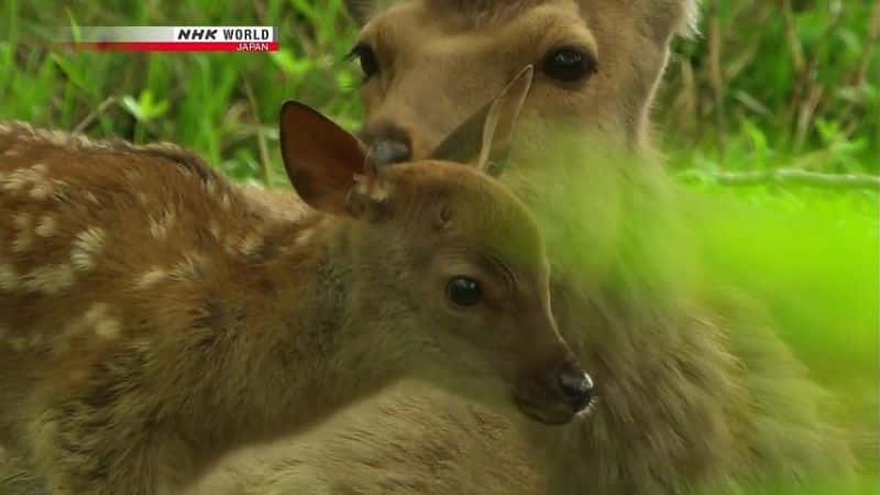 纪录片《雄鹿的秘密：北海道梅花鹿 Secrets of the Stag: Hokkaido Sika Deer》[无字][BT][720P]资源下载