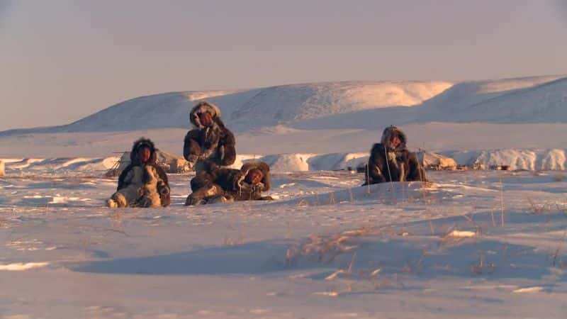 纪录片《苔原书 The Tundra Book》[无字][BT][DVD]资源下载