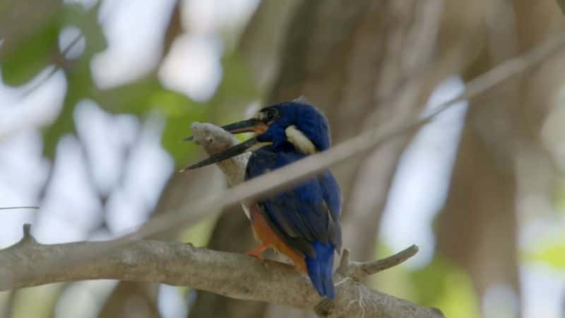 纪录片《狂野澳大利亚的秘密：系列 1 Secrets of Wild Australia: Series 1》[无字][BT][720P]资源下载