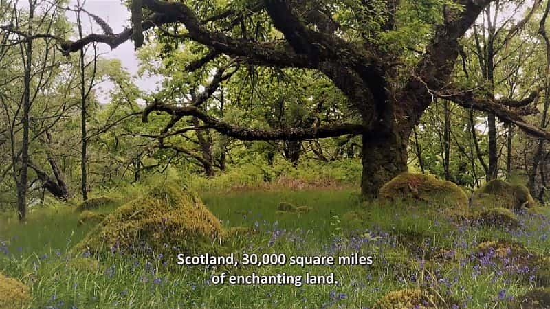 纪录片《苏格兰狂野之年系列 1 Scotland a Wild Year Series 1》[无字] [BT][DVD画质]资源下载