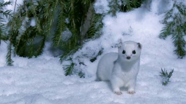 纪录片《雪动物（BBC） Snow Animals (BBC)》[无字][BT][720P]资源下载