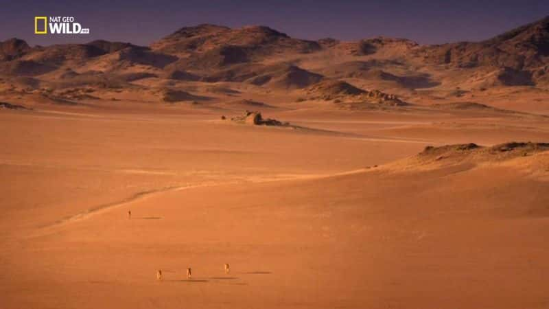 纪录片《消失的国王 - 纳米布沙漠之狮 Vanishing Kings - Desert Lions of Namib》[无字][BT][1080P]资源下载