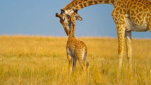 ¼Ƭ׸ǵ III (BBC) Serengeti III (BBC)1080Pȫ6-Ļ/Ļ