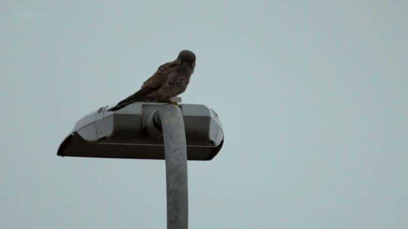 ¼Ƭٹ·صĻҰ The Hidden Wilds of the Motorway1080Pȫ1-Ļ/Ļ