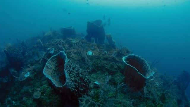 纪录片《加勒比海的宝藏 Treasure of the Caribbean》[无字][BT][1080P]资源下载