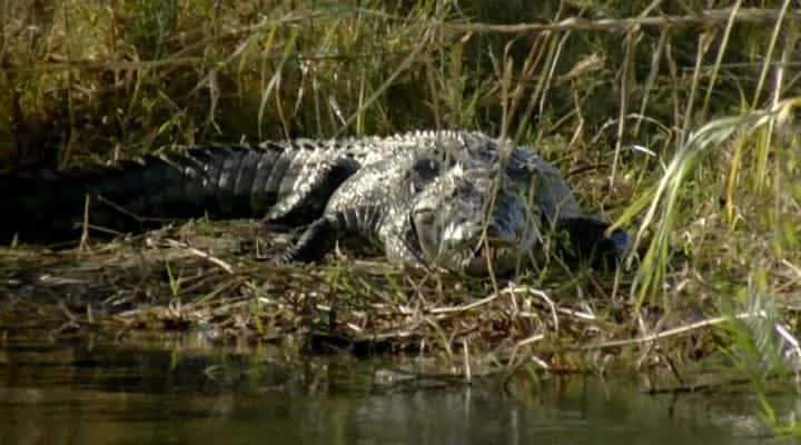 纪录片《与鳄鱼一起游泳 Swimming with Crocodiles》[无字][BT][720P]资源下载