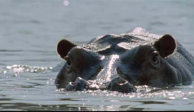 纪录片《河马海滩 Hippo Beach》[无字][BT][720P]资源下载