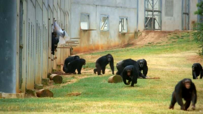 纪录片《苏·帕金斯和黑猩猩保护区 Sue Perkins and the Chimp Sanctuary》[无字][BT][1080P]资源下载