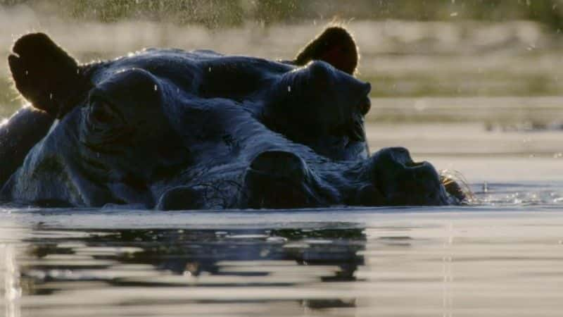 纪录片《河马：非洲的河流巨人 Hippos: Africa's River Giants》[无字][BT][720P]资源下载