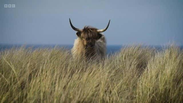 ¼Ƭߵţ The Highland Cattle of Ardbhan1080Pȫ1-Ļ/Ļ