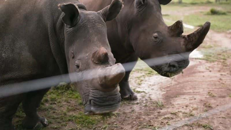 纪录片《苏丹：最后的犀牛（BBC） Sudan: The Last of the Rhinos (BBC)》[无字][BT][720P]资源下载