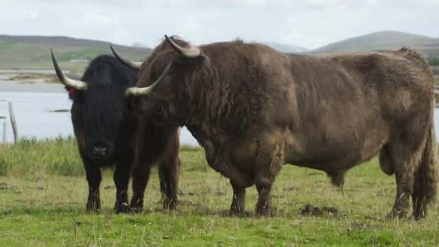 ¼Ƭߵţ The Highland Cattle of Ardbhan1080Pȫ1-Ļ/Ļ