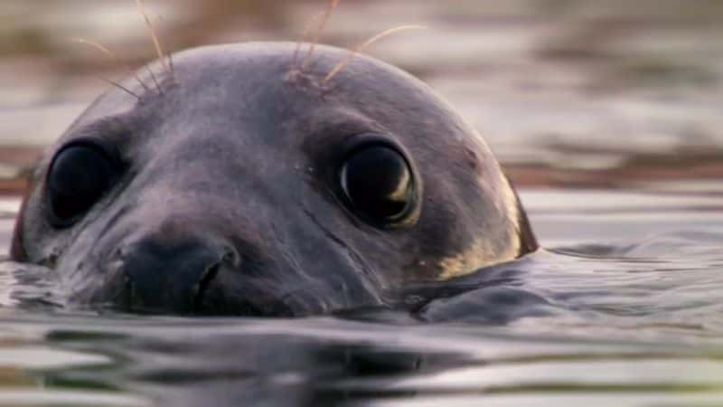 纪录片《2015 年复活节 Springwatch Springwatch at Easter 2015》[无字][BT][720P]资源下载