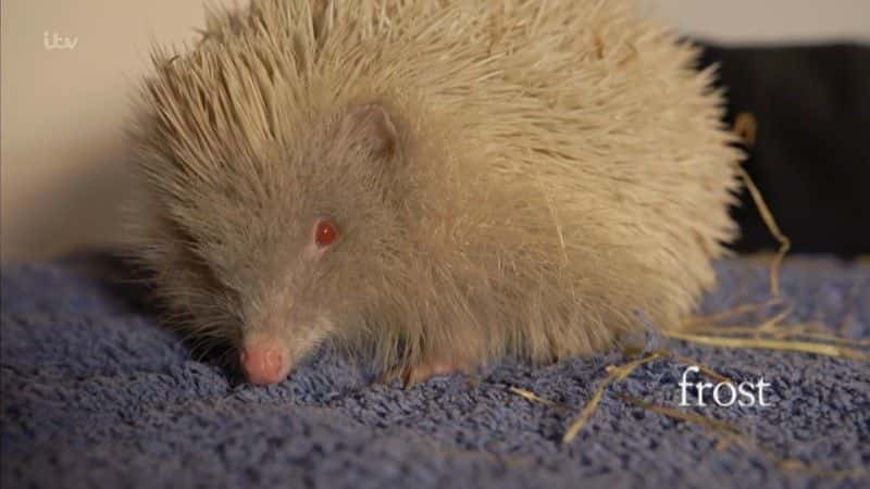 ¼Ƭ⬾Ƶ Hedgehog Hotel1080Pȫ1-Ļ/Ļ