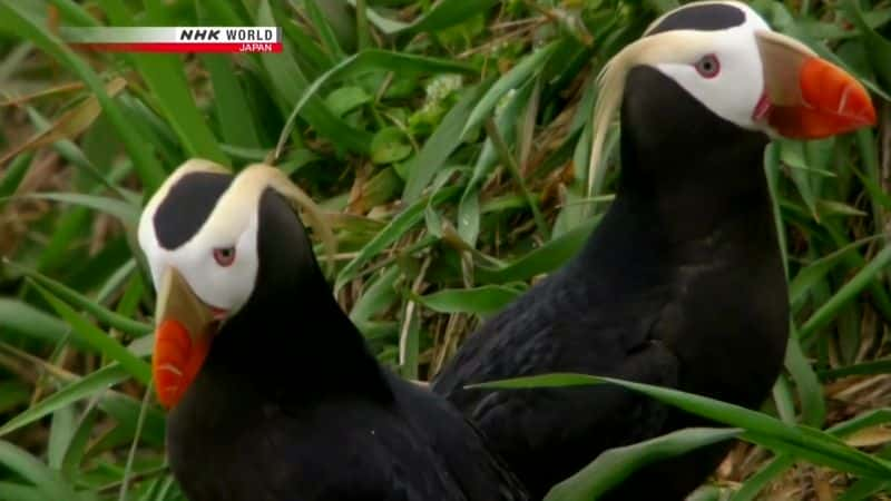 ¼Ƭܣħ Secrets of the Ocean: Aleutian MagicĻ/Ļ