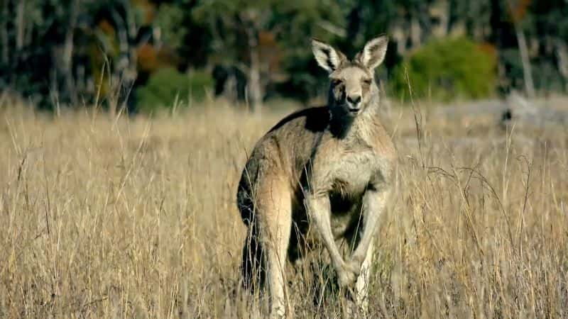 纪录片《袋鼠的秘密生活：系列 1 Secret Life of the Kangaroo: Series 1》[无字][BT][720P]资源下载