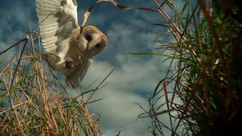 纪录片《超级动力猫头鹰 Super Powered Owls》[无字][BT][720P]资源下载